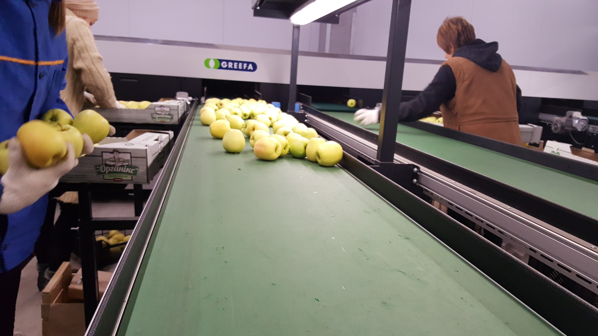 Apple sorting and packing process at Green Farm