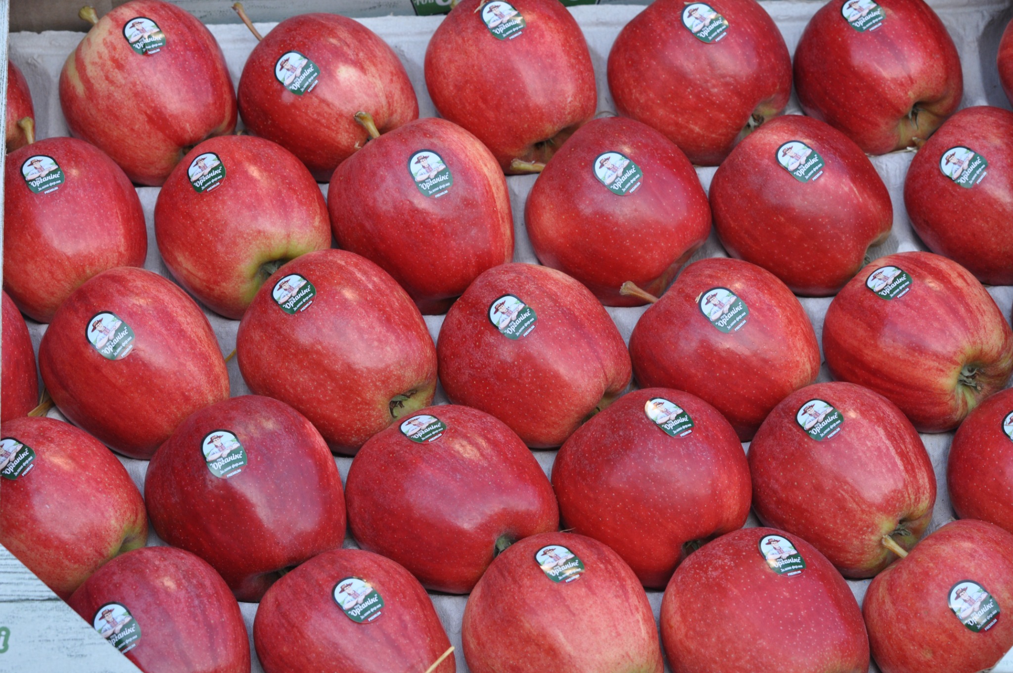 Gala apple