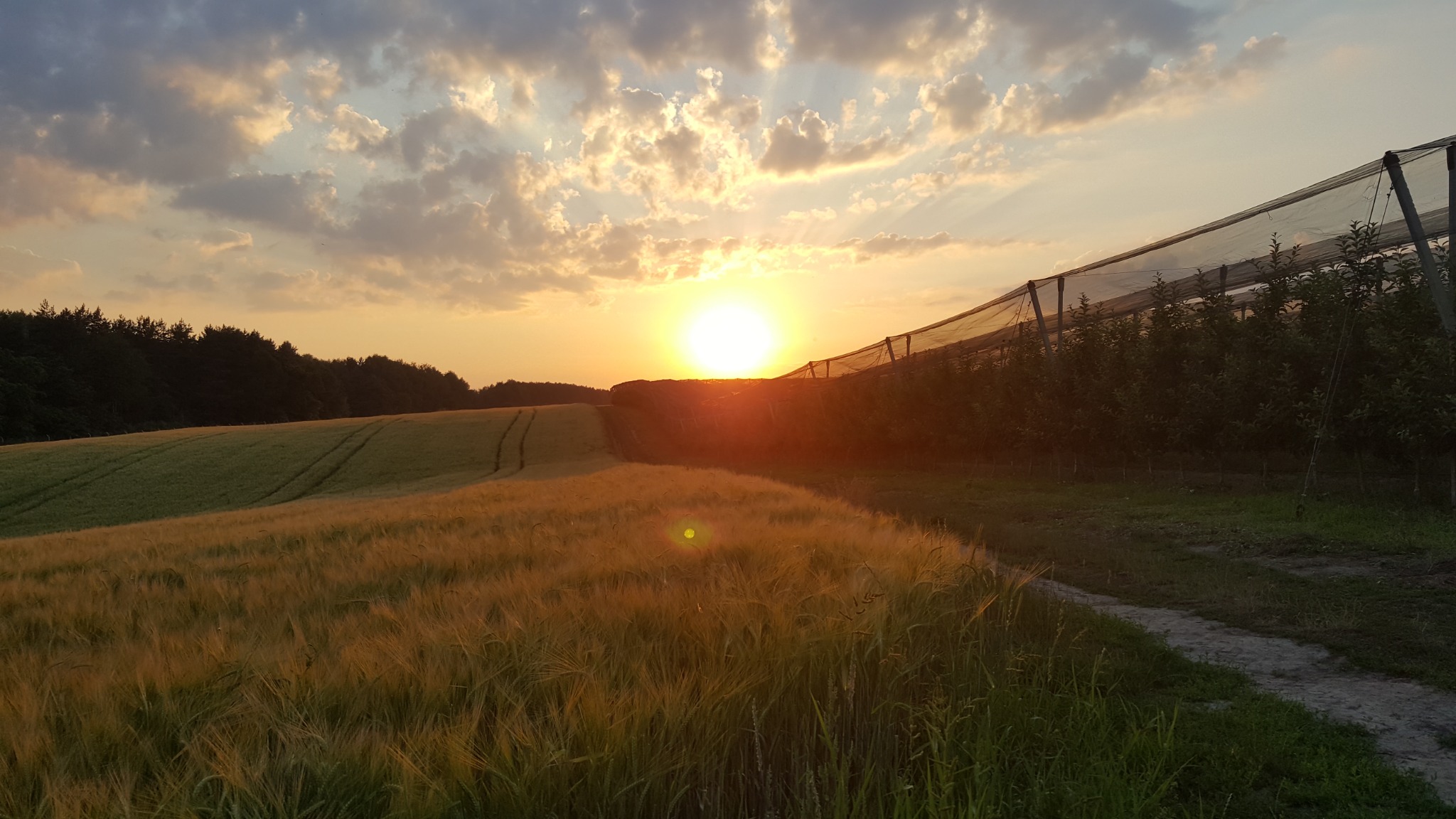 Apple orchard protected by anti-hail netting at sunset