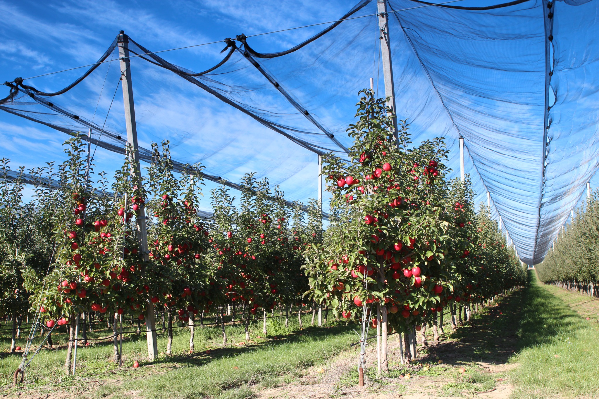 Modern intensive apple orchard with anti-hail netting and red apples